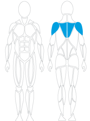 Zielmuskeln, Therapie, Krafttraining, Schulterkonzept
