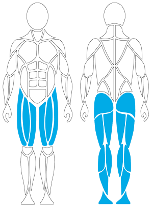G250 Leg Press; Illustration: Diese Muskelpartien werden trainiert